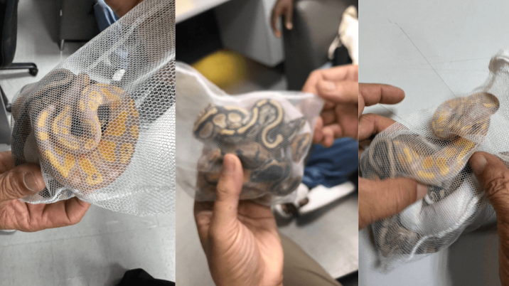 Фотозафиксированные улики, которые "еще помнят тепло"