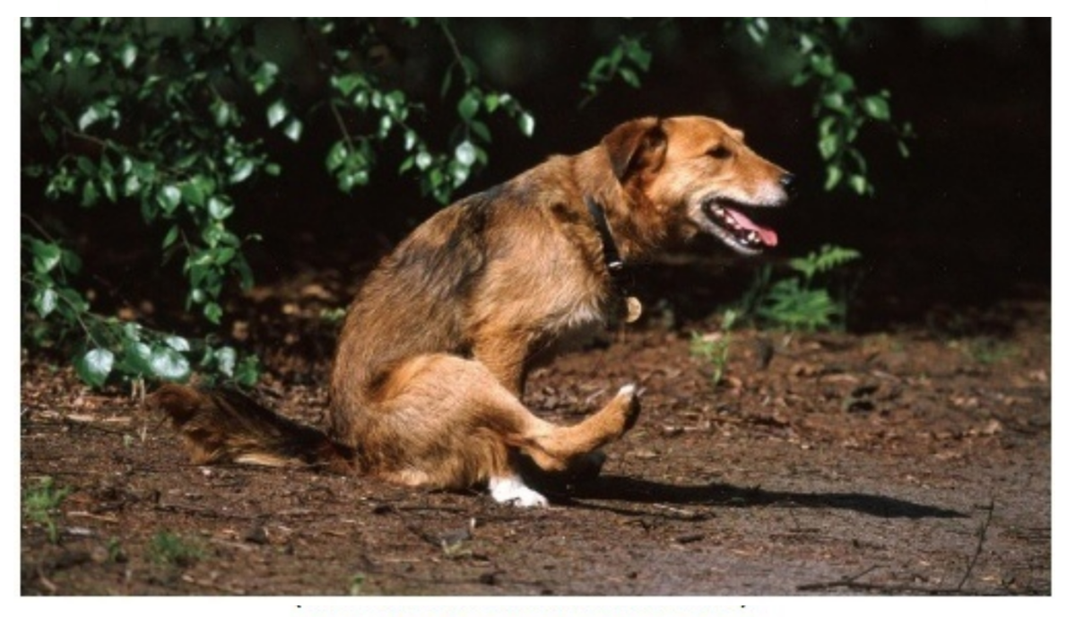 Рисунок 2. Типичная поза собаки, пытающейся опорожнить параанальные железы (www.animalclinicatthorndale.com). К "глистам у собаки" эта поза не имеет НИКАКОГО отношения.
