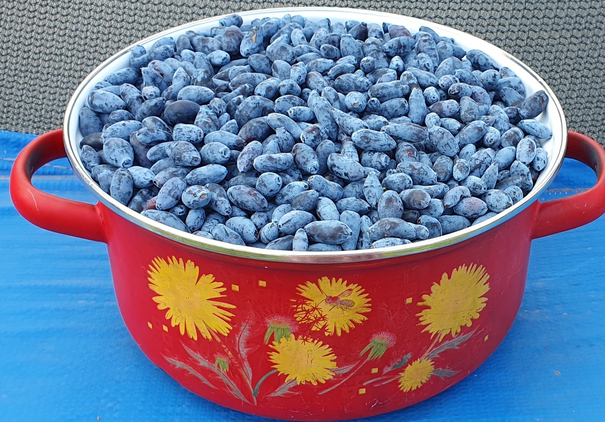 Жимолость. Фото автора.