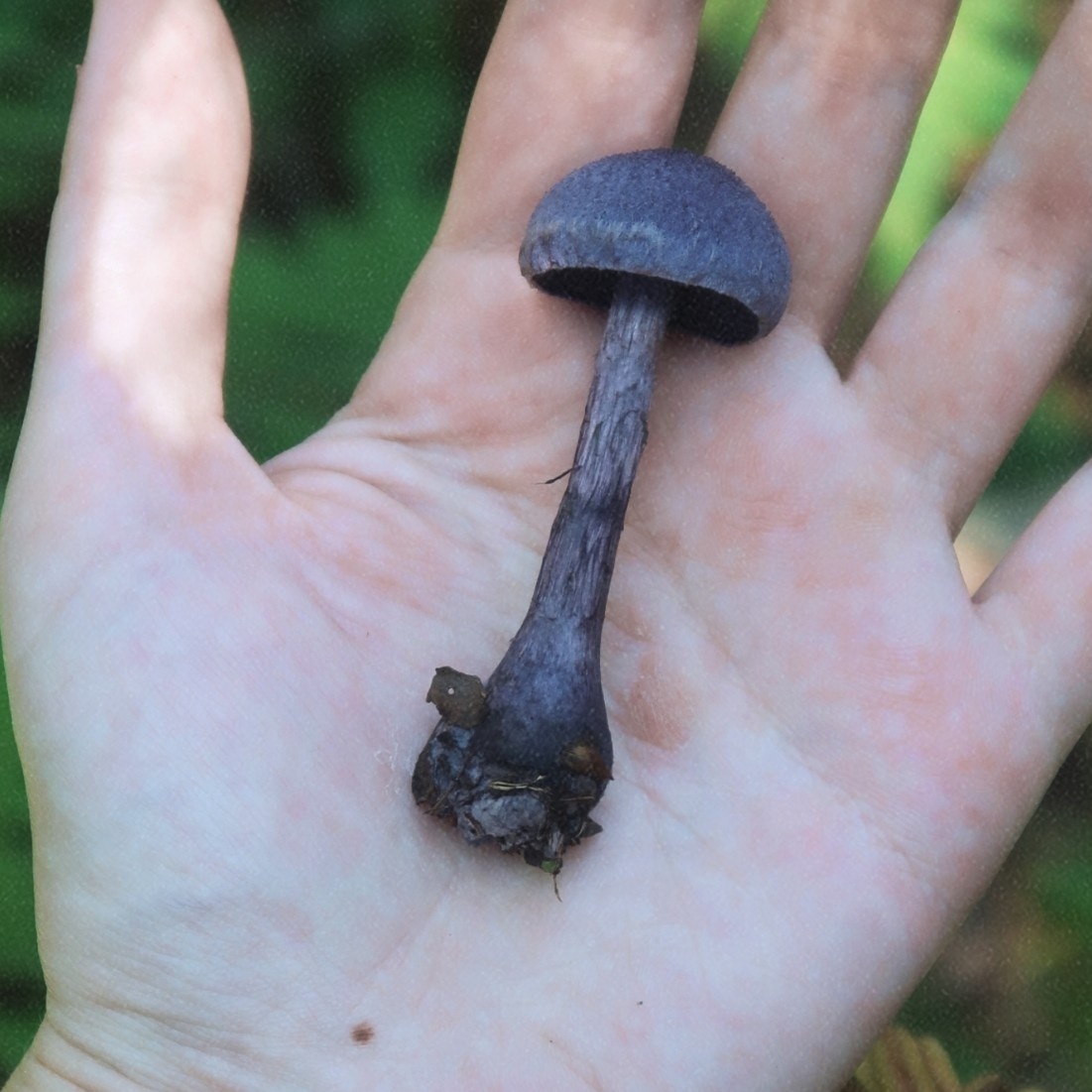 Паутинник фиолетовый, не срывала! Был найден у тропы, может кто-то пнул? Личный фотоархив