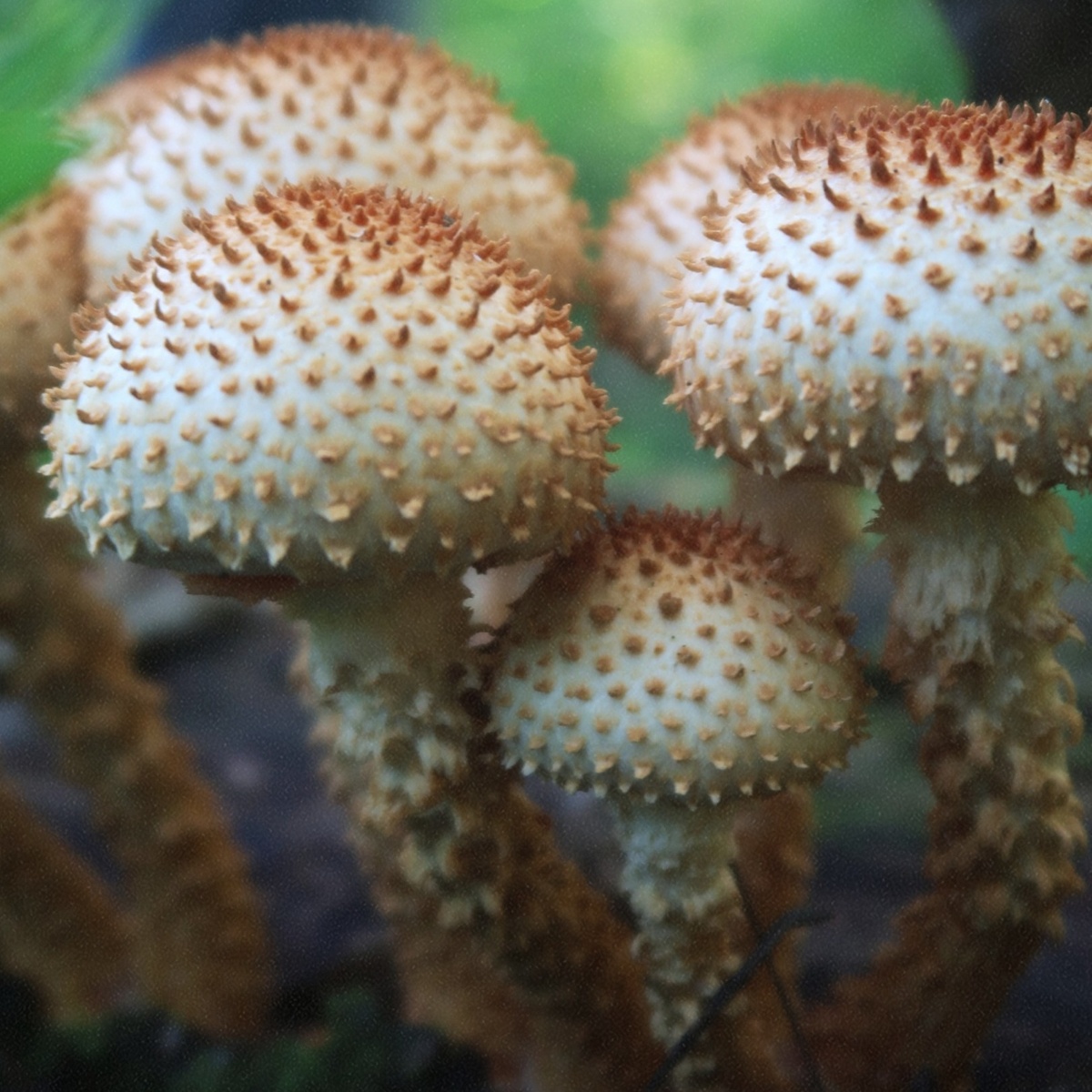 Чешуйчатка