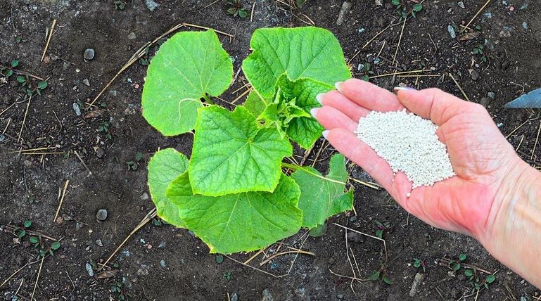 Первая важная подкормка огурцов в июле, пропустите ее, пропустите урожай. Правильный уход за зеленцами