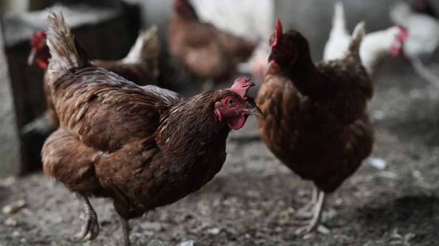    Фото: ИЗВЕСТИЯ/Эдуард Корниенко