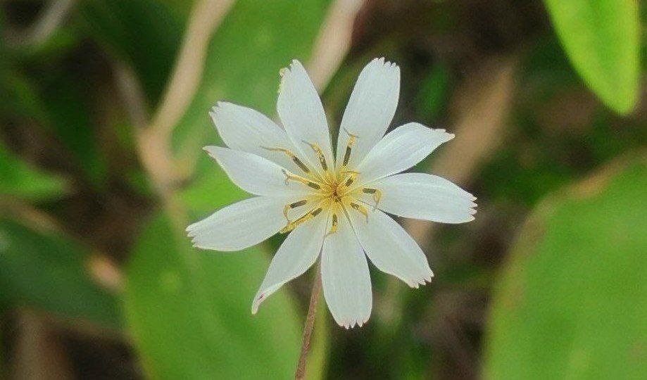 Иксеридиум Курильский на экотропе "Болотный сад"