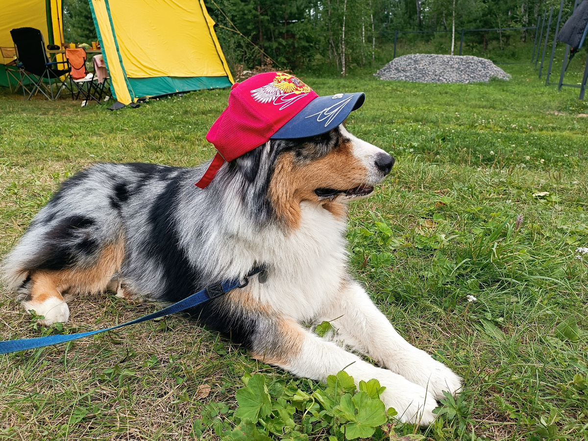 Охранник Стич