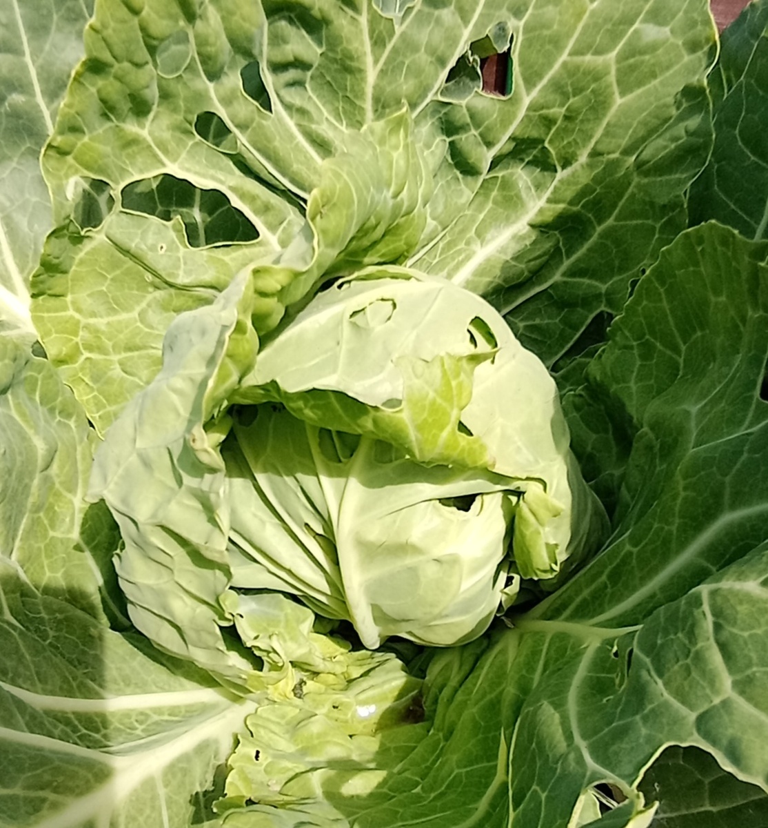 Поели капусту.