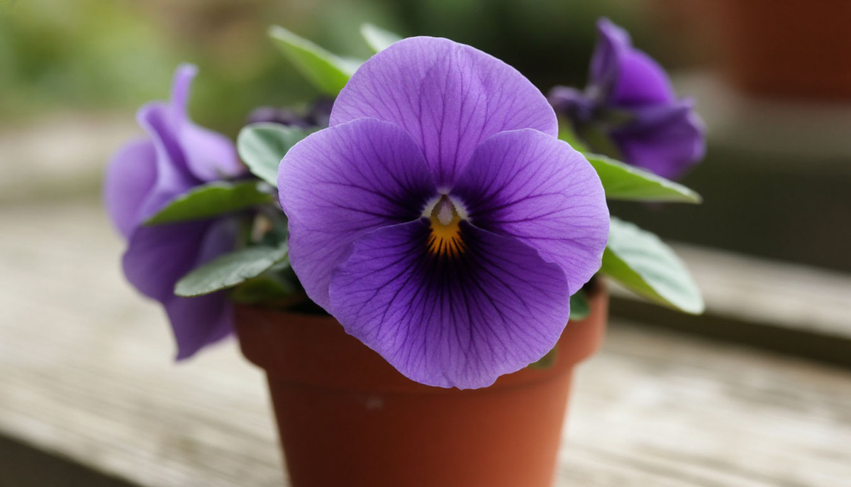    Даю в июле - и фиалка становится неотразимой: цветет как на выставку - бутонизация будет эталонной