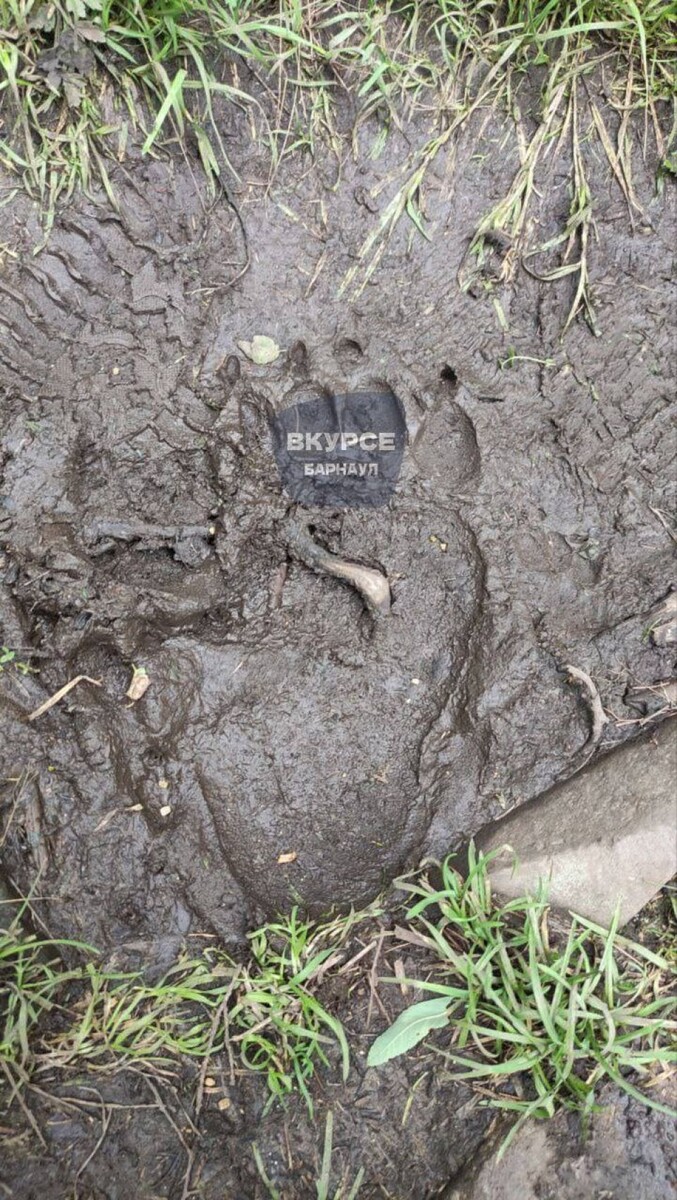    Медвежий след. Источник: t.me/vkurse22