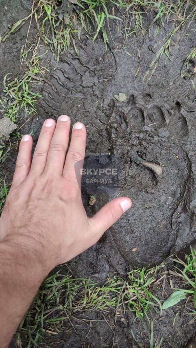    Медвежий след. Источник: t.me/vkurse22