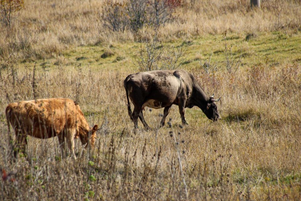    Коровы. Животные. Источник: Виталий Барабаш