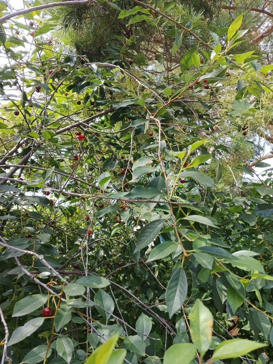 Вишня, которая выходит на аллею