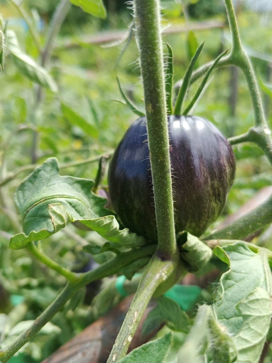 Мятежный звёздный истребитель