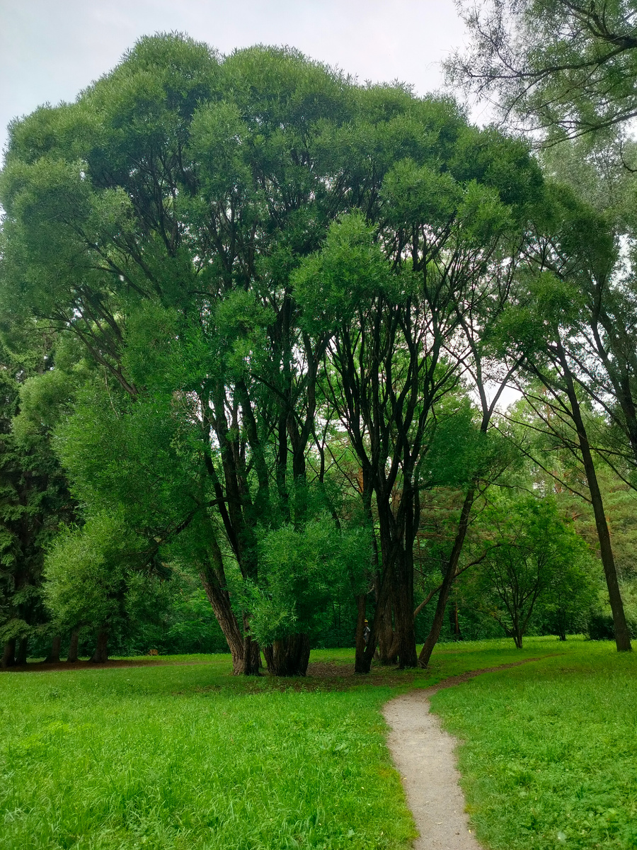 Ива. Больше всего похожа на ломкую шаровидную