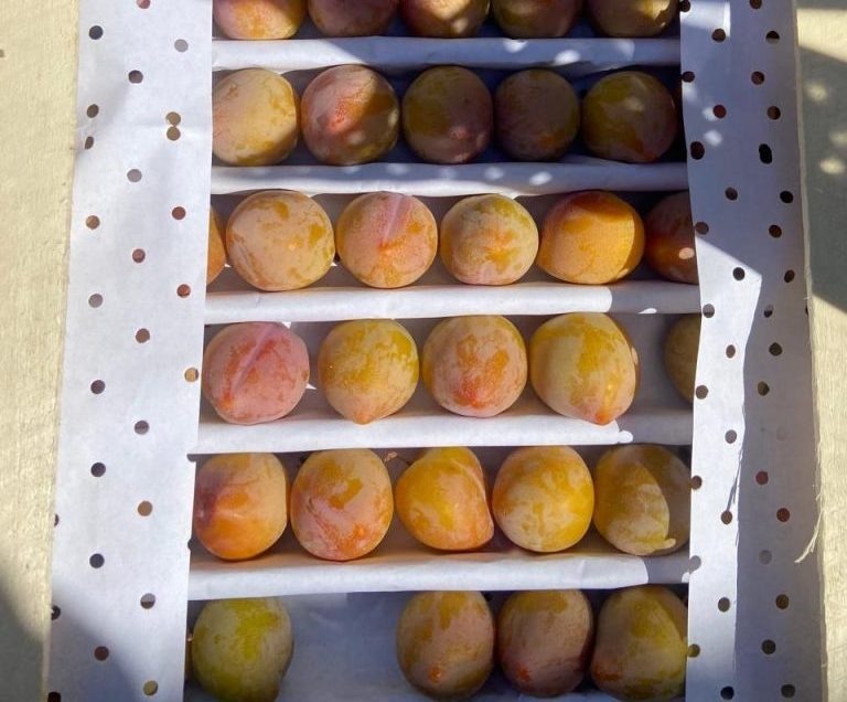    Фотография пресс-службы Сибирского межрегионального управления Россельхознадзора