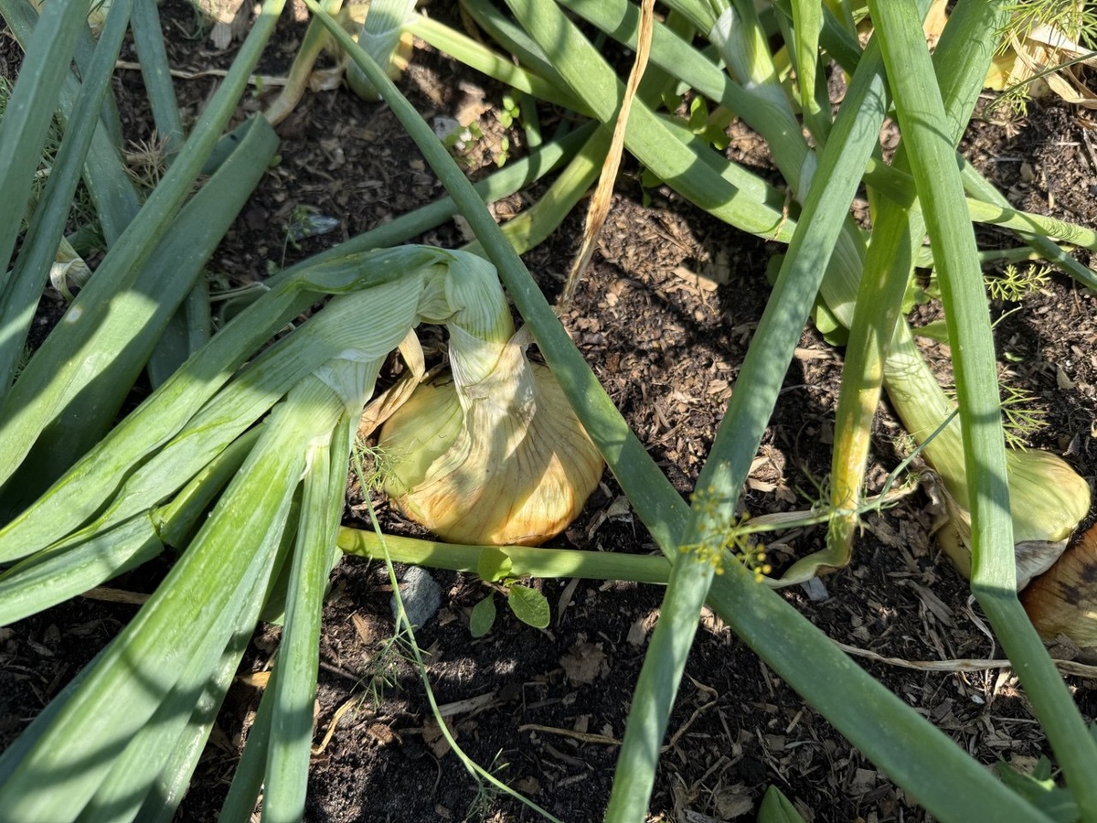 Фото автора канала Дом с кипарисами