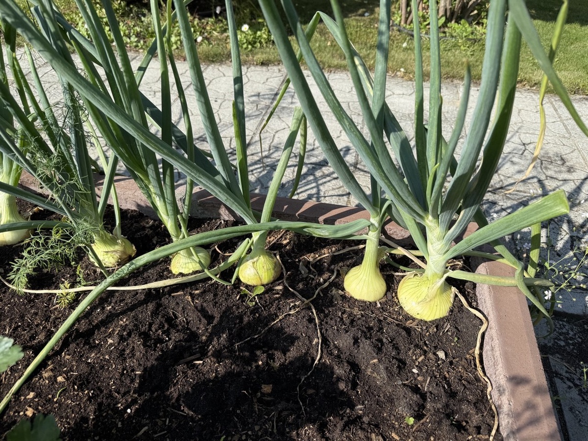 Лук на фото еще не готов к уборке. Фото автора канала Дом с кипарисами