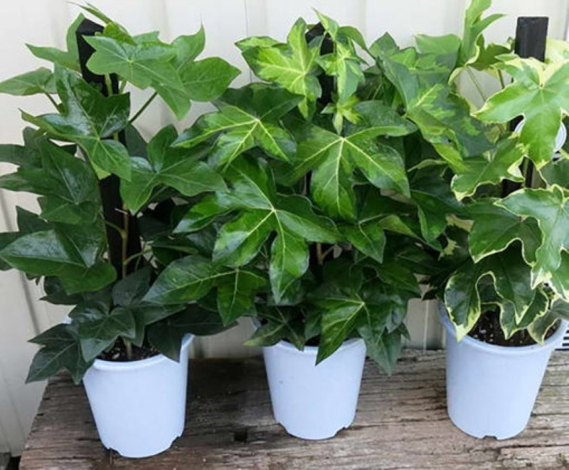 Три девицы под окном