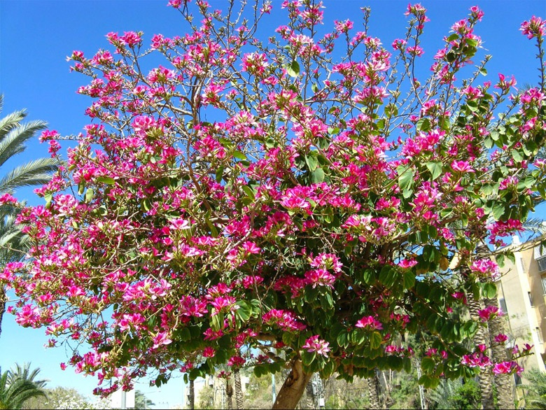 Красиво и статно это ваше орхидейное дерево