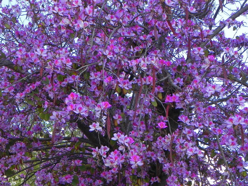 За цветами и листьев не видать! Зато стручки заметны.