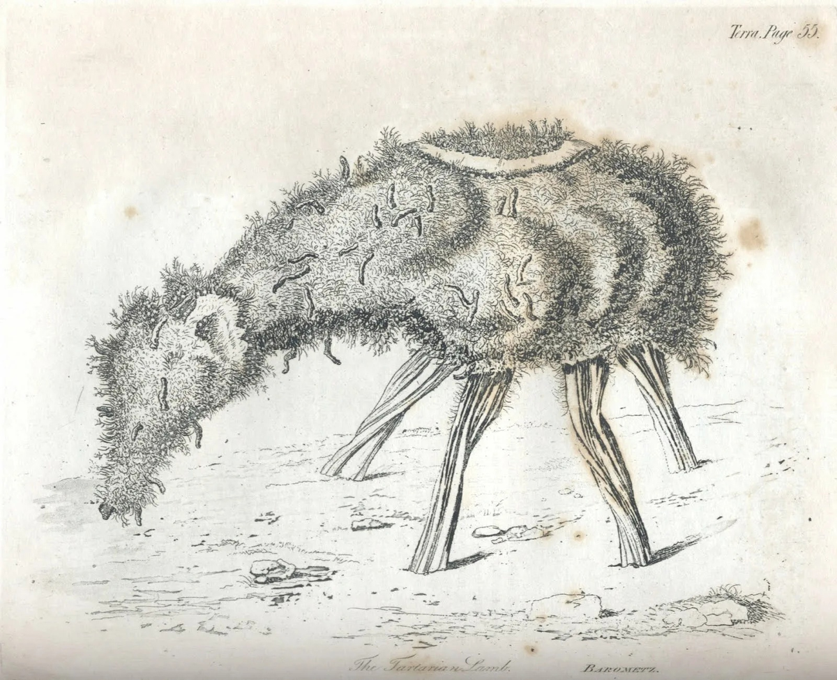 Боронець (посется)