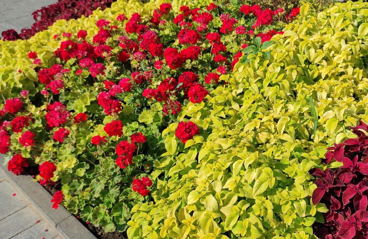 Ну-ка, что у нас тут? Герань или пеларгония?