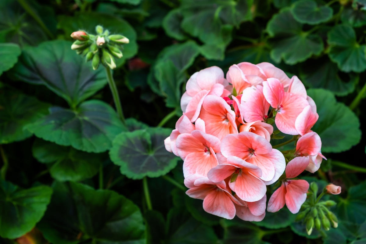 Обратите внимание на листья. Это пеларгония.