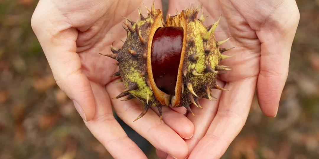 Три каштана — и все разные