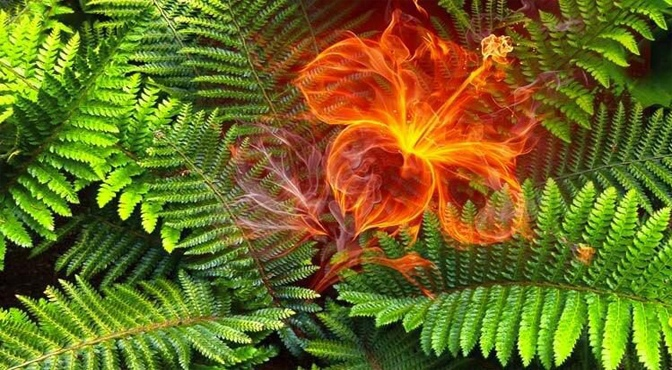 Цветок папоротника согласно легендам