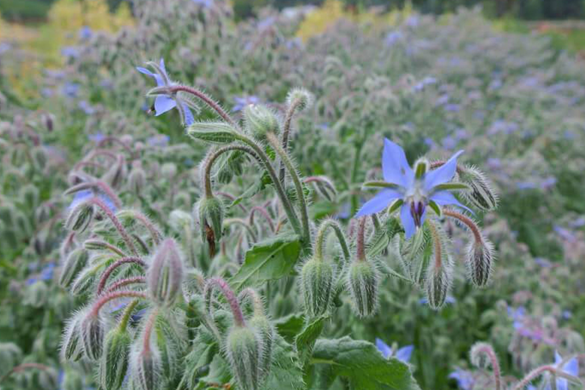 Почти плантация