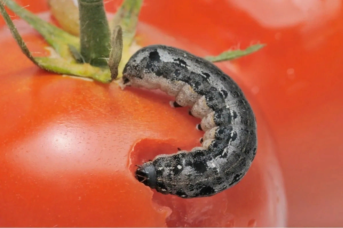 Тревога!! Нас едят!!!