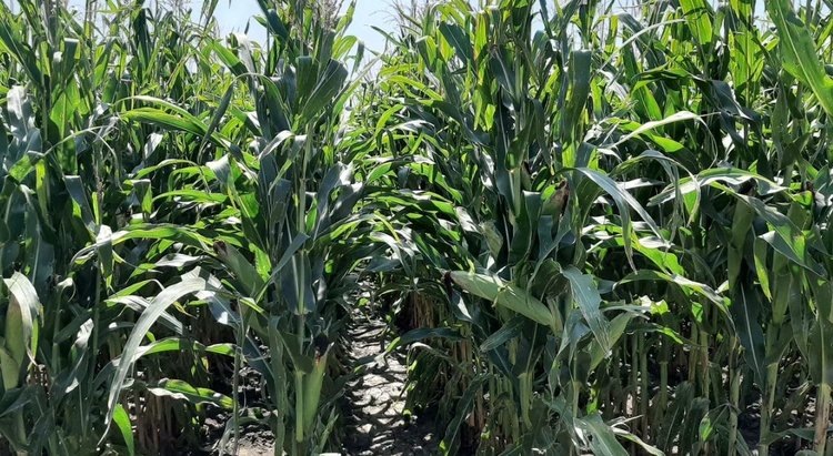    Фото: Шаповалова Наталья, AgroXXI.ru