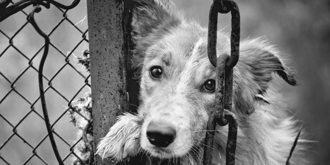 Как поминать умершую кошку или собаку: советы для сохранения памяти