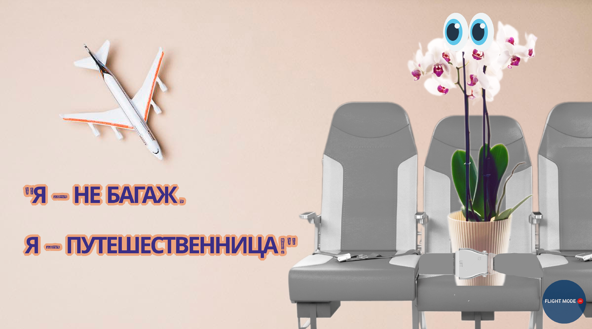 #орхидеи #юморпроавиацию #самолетныйшопинг