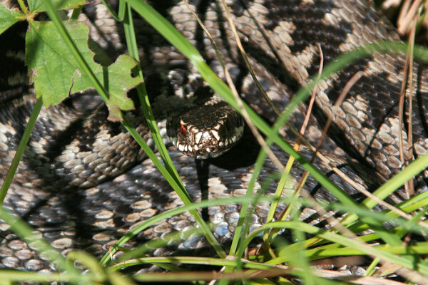    Nikolay Gyngazov/Global Look Press