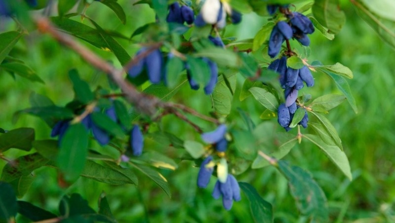      Фото: @user17720863 / freepik.com