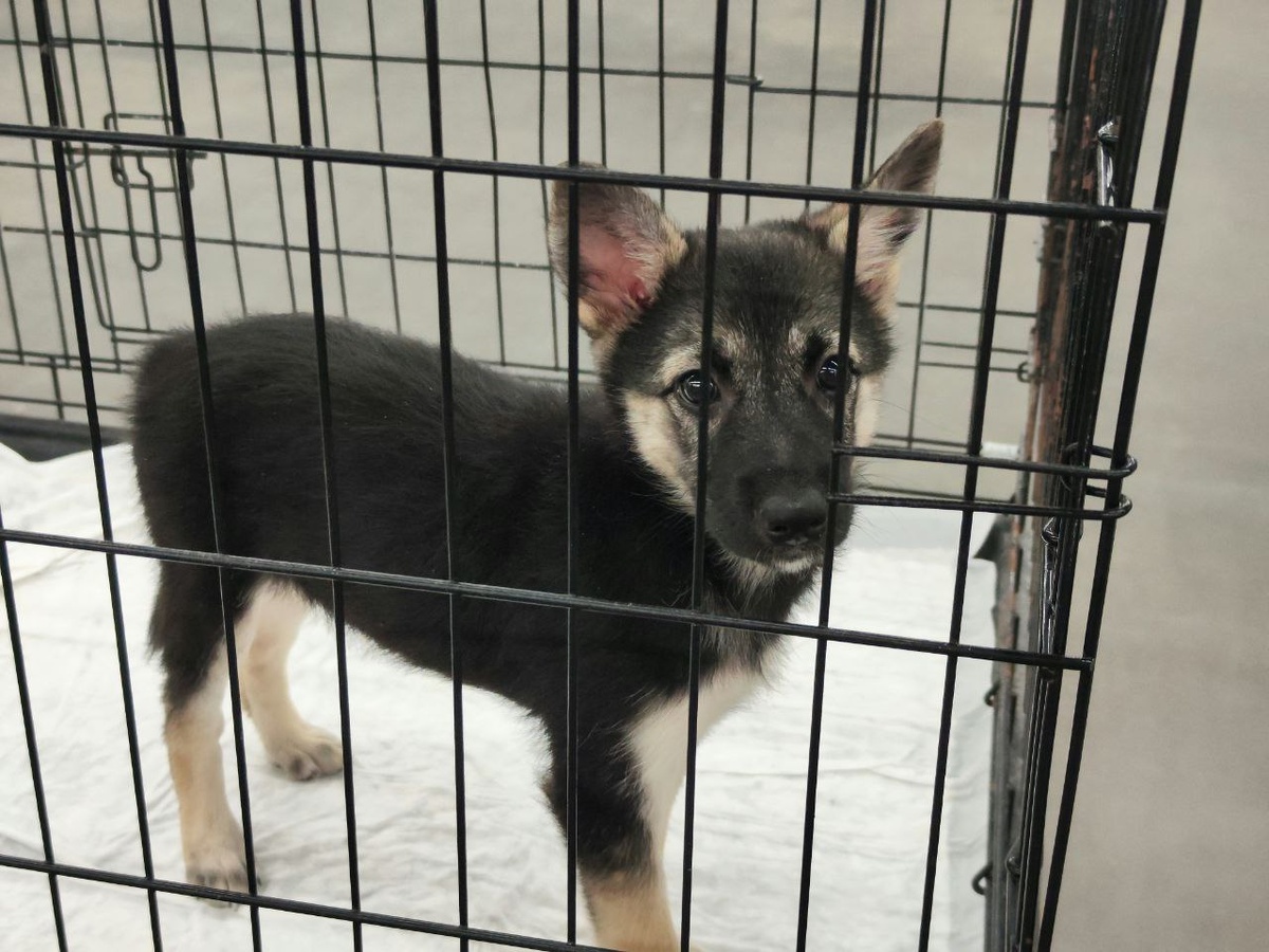 Многие приют нуждаются в волонтерской поддержке.  Фото: Фото: ФедералПресс / Ксения Кобалия