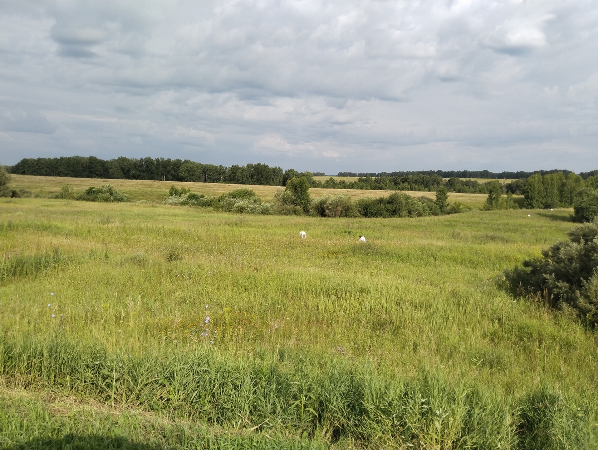 Какие-то люди собирают полевую клубнику. Кстати, очень много машин встретили в полях. 12.07.2025.