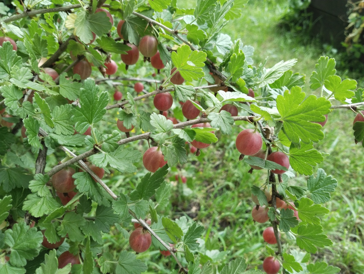 Крыжовник Маяк. 13.07.2025