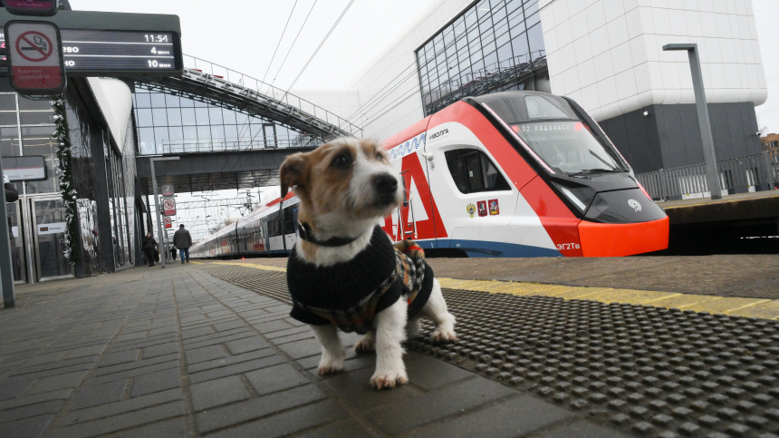    Фото: © РИА Новости/Илья Питалев