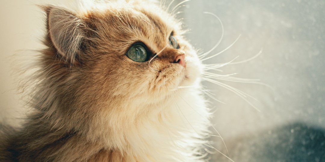 По ту сторону окна