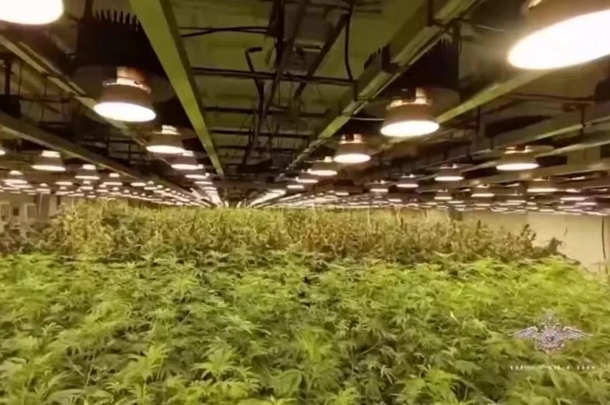    Красноярец превратил здание бывшей школы в оранжерею для конопли