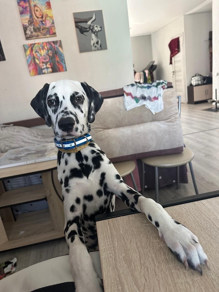 Самый озорной привет от нашего выпускника Ролли!