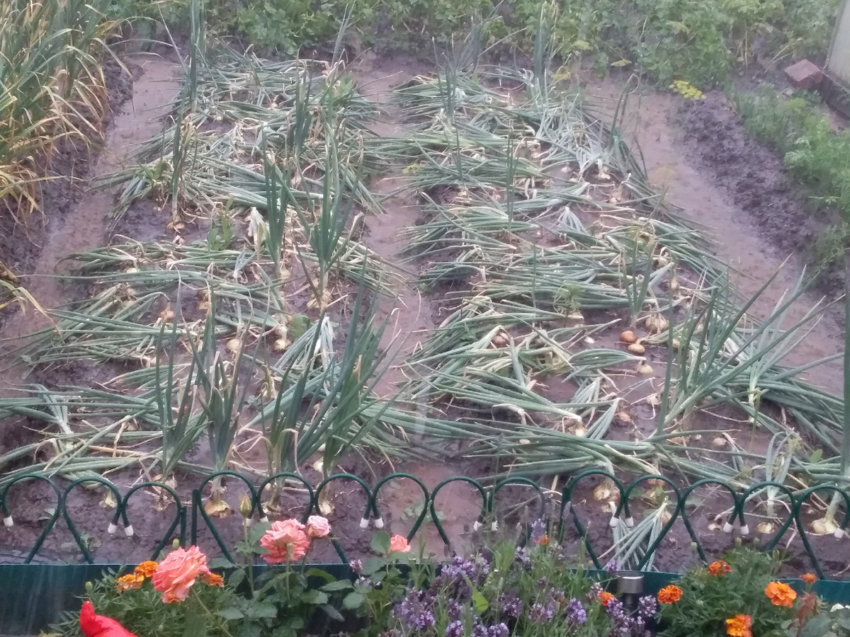 Фото автора.