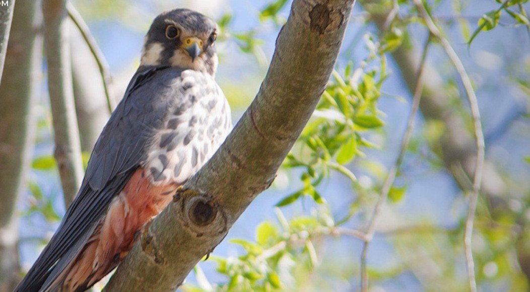    Фото: сообщество "К лесу передом"