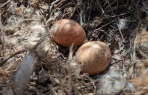    Фото: сообщество «К лесу передом»