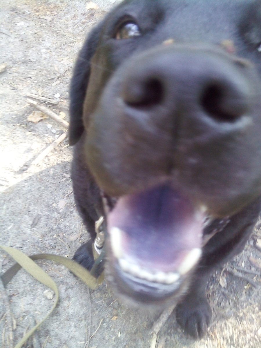 Фото автора.У меня не пирик-я чернику ела!