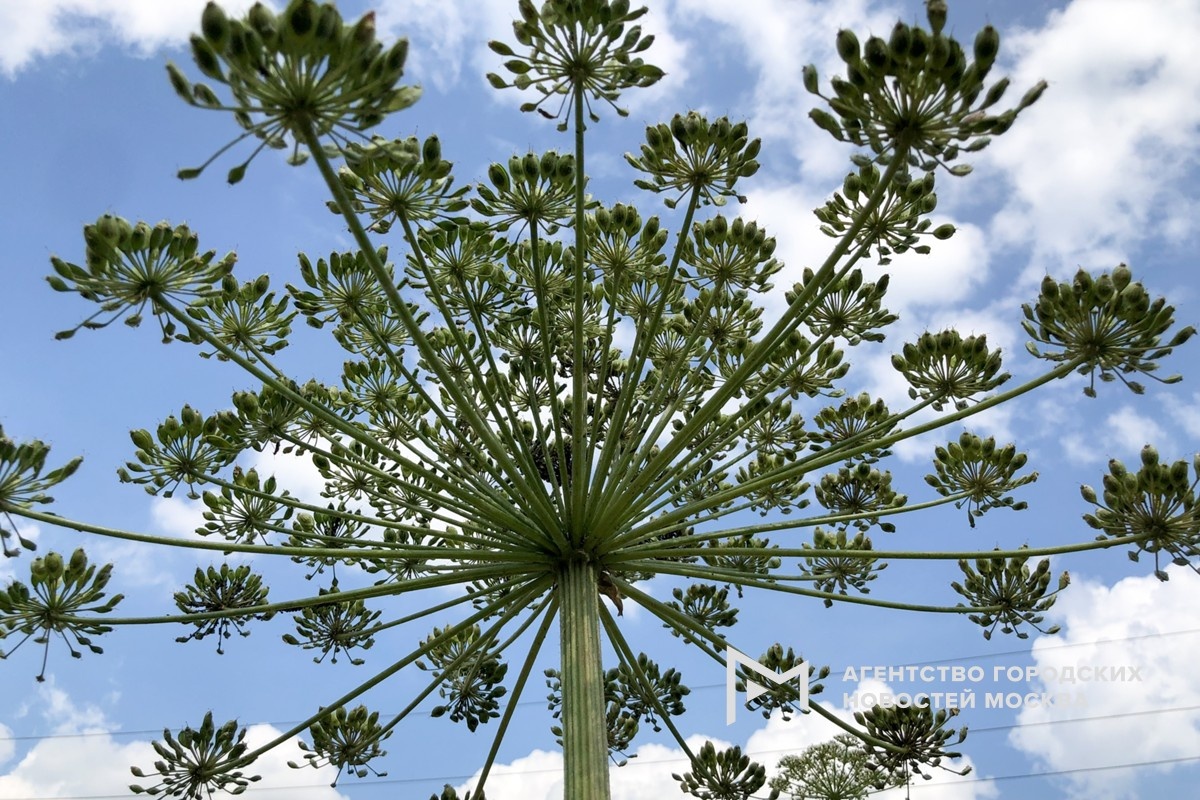 Фото: АГН "Москва"