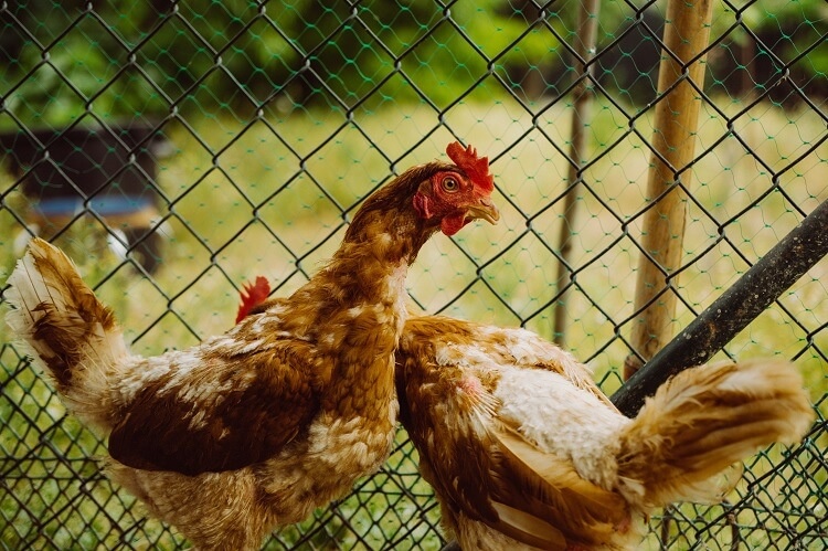 🐓 День 1. Почему у кур выпадает перо летом — это всегда проблема?