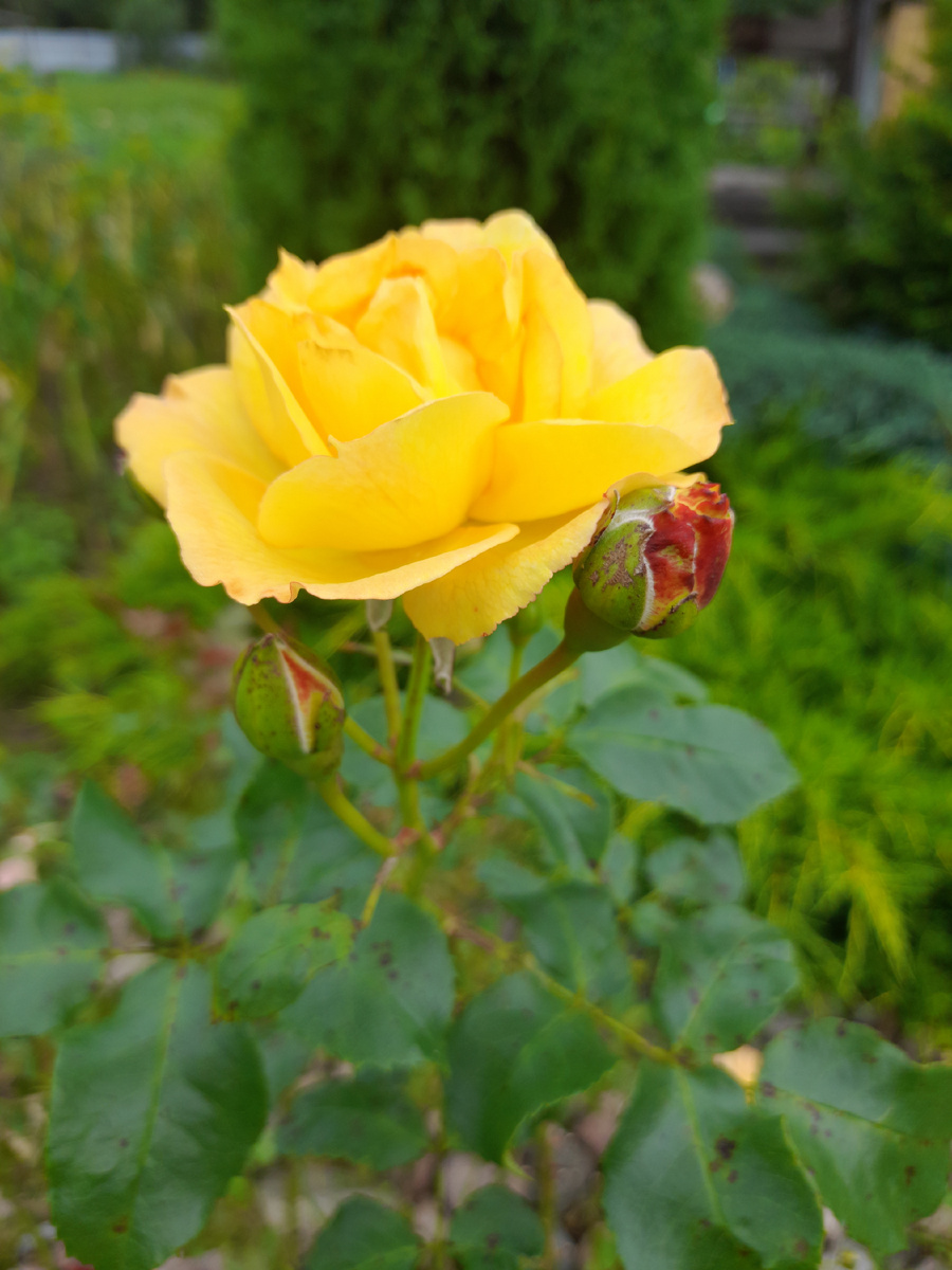 Сахара-роза с золотыми цветами