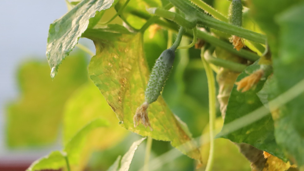 Листья покрываются бурыми пятнами, края подсыхают, молодые завязи деформируются. 